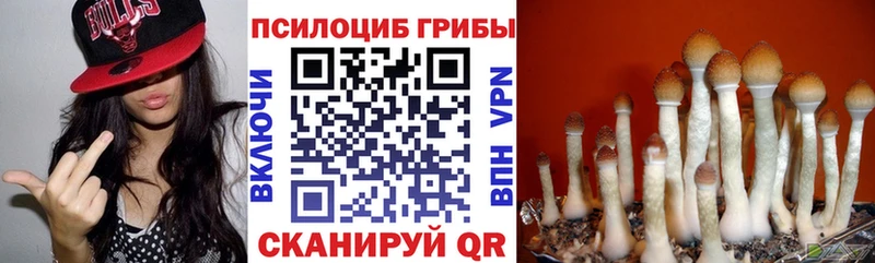 где купить наркотик  Белово  Псилоцибиновые грибы Psilocybe 